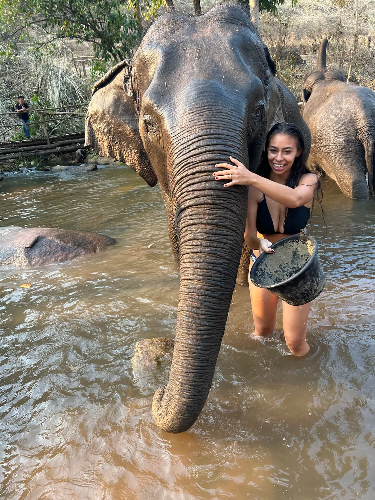 Bathing elephants in Thailand